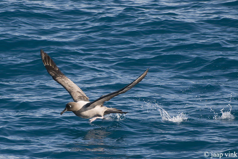 Light-mantled Sooty Albatross - Roetkopalbatros - Phoebetria palpebrata