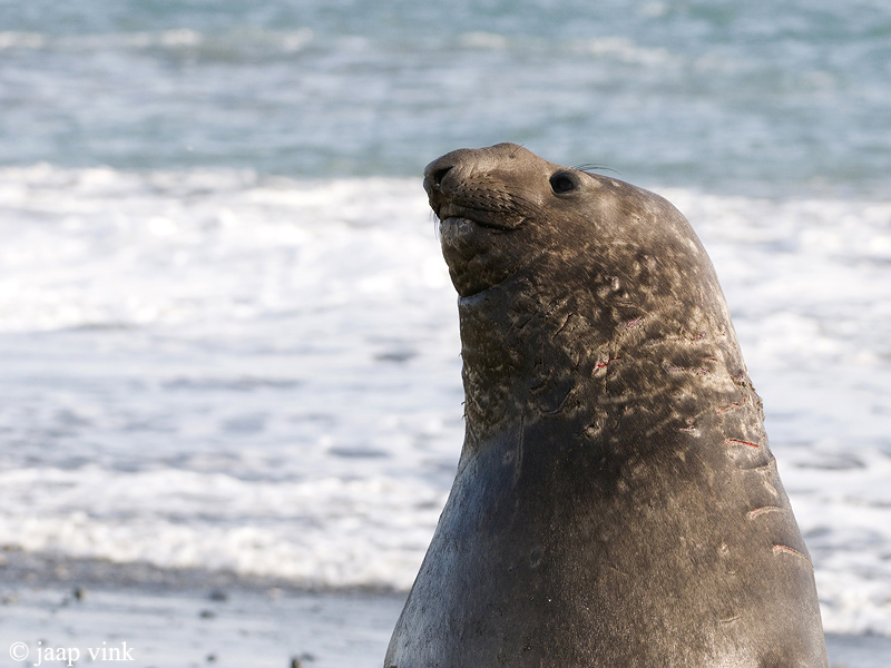 Southern Elephant Seal - Zeeolifant - Mirounga leonina