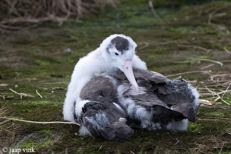 Wandering Albatross - Grote Albatros - Diomedea exulans