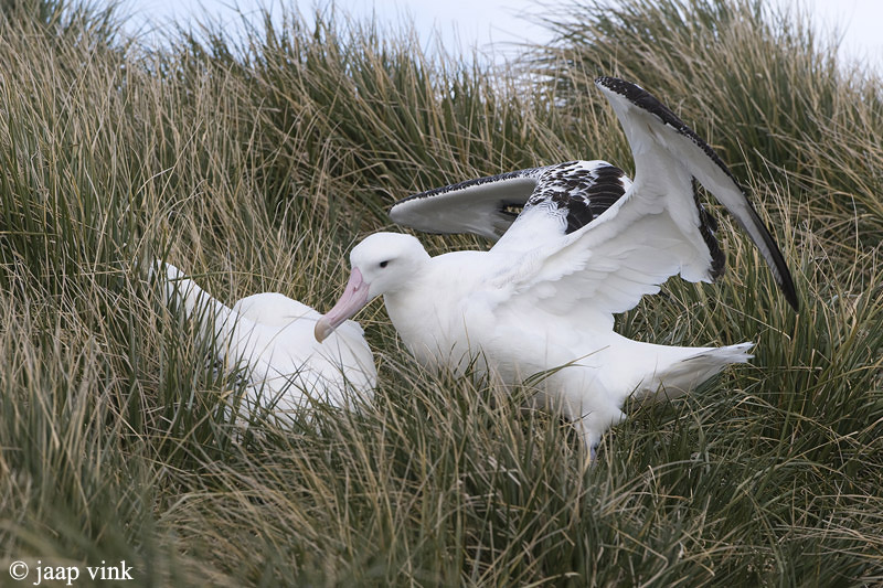 Wandering Albatross - Grote Albatros - Diomedea exulans