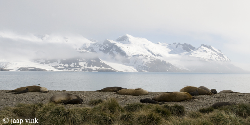 Southern Elephant Seal - Zeeolifant - Mirounga leonina
