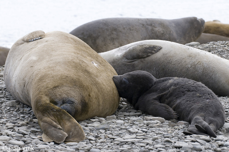 Southern Elephant Seal - Zeeolifant - Mirounga leonina