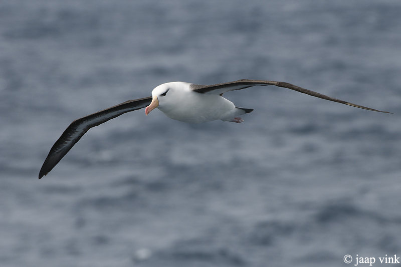 Black-browed Albatross - Wenkbrouwalbatros - Thalassarche melanophrys