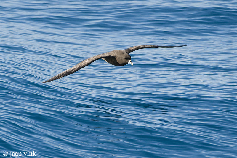 White-chinned Petrel - Witkinstormvogel - Procellaria aequinoctialis