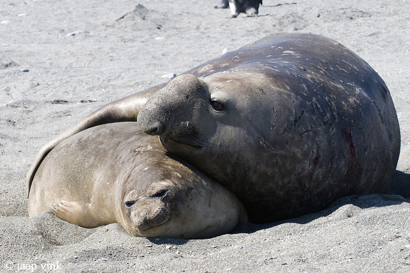 Southern Elephant Seal - Zeeolifant - Mirounga leonina