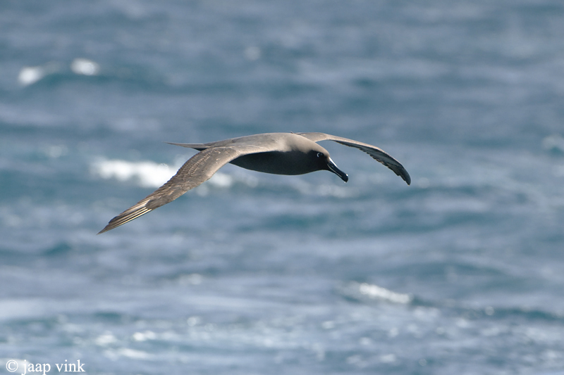 Dark-mantled Sooty Albatross - Zwarte Albatros - Phoebetria fusca