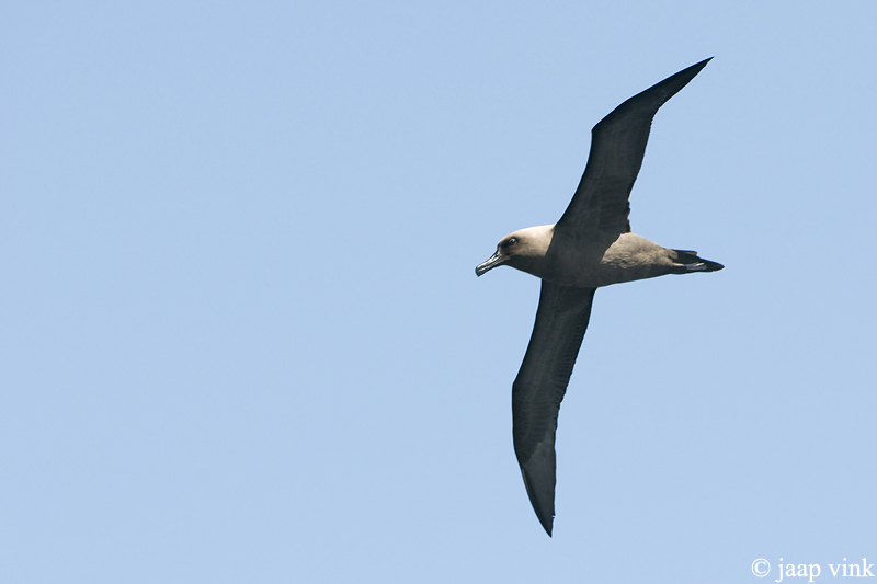 Dark-mantled Sooty Albatross - Zwarte Albatros - Phoebetria fusca