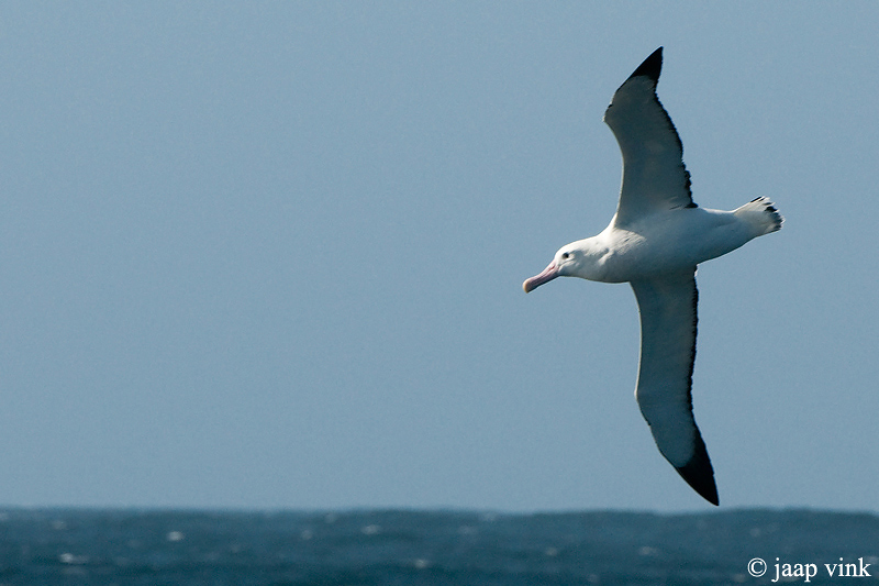 Wandering Albatross - Grote Albatros - Diomedea exulans