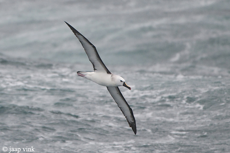 Atlantic Yellow-nosed Albatross - Geelbekalbatros - Thalassarche chlororhynchos