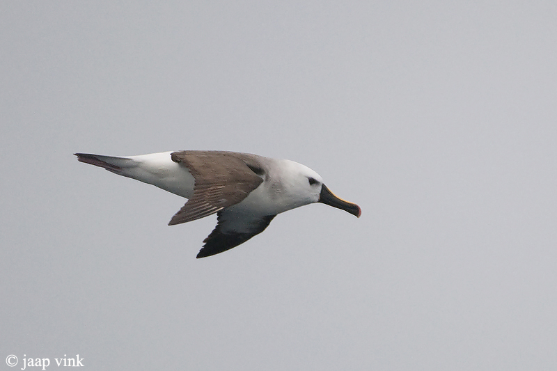 Atlantic Yellow-nosed Albatross - Geelbekalbatros - Thalassarche chlororhynchos