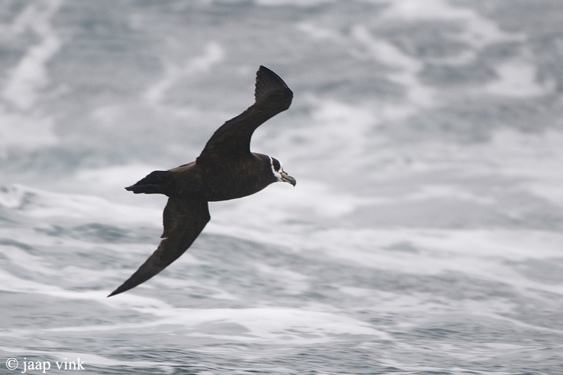 Spectacled Petrel - Brilstormvogel - Procellaria conspicillata