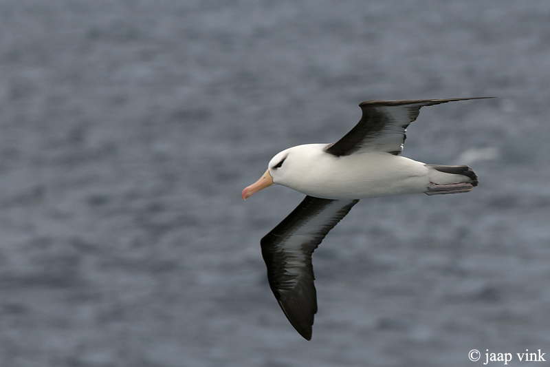 Black-browed Albatross - Wenkbrouwalbatros - Thalassarche melanophrys