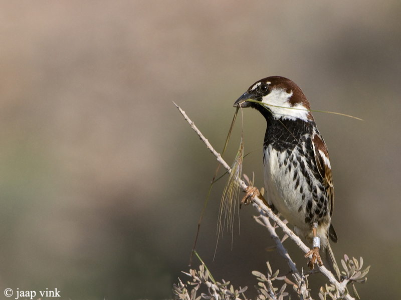 Spanish Sparrow - Spaanse Mus - Passer hispaniolensis