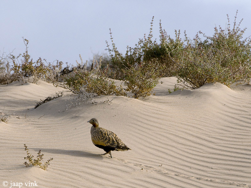 Black-bellied Sandgrouse - Zwartbuikzandhoen - Pterocles orientalis
