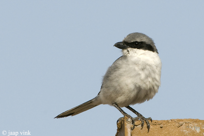 Canary Islands Desert Grey Shrike - Canarische Woestijnklapekster - Lanius meridionalis koenigi