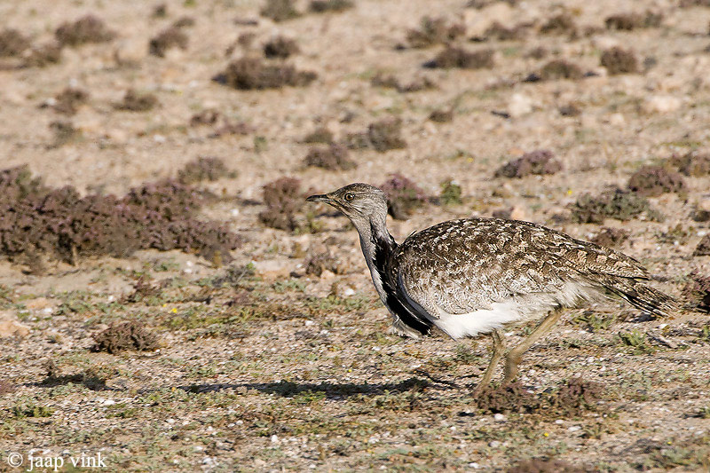 Houbara Bustard - Westelijke Kraagtrap - Chlamydotis undulata fuertaventurae