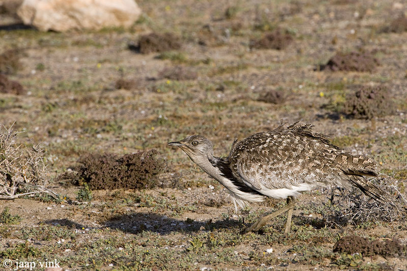 Houbara Bustard - Westelijke Kraagtrap - Chlamydotis undulata fuertaventurae