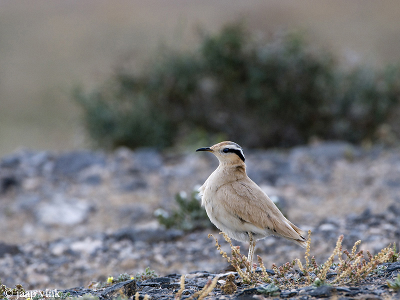 Cream-coloured courser - Renvogel - Cursorius cursor