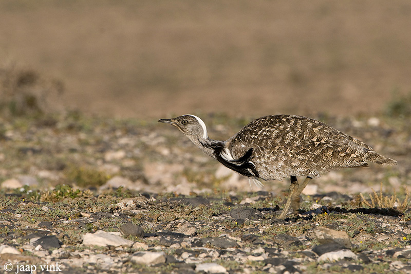 Houbara Bustard - Westelijke Kraagtrap - Chlamydotis undulata fuertaventurae