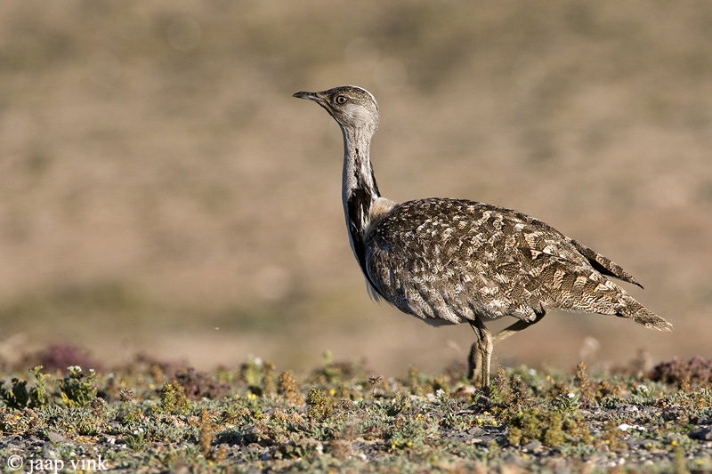 Houbara Bustard - Westelijke Kraagtrap - Chlamydotis undulata fuertaventurae