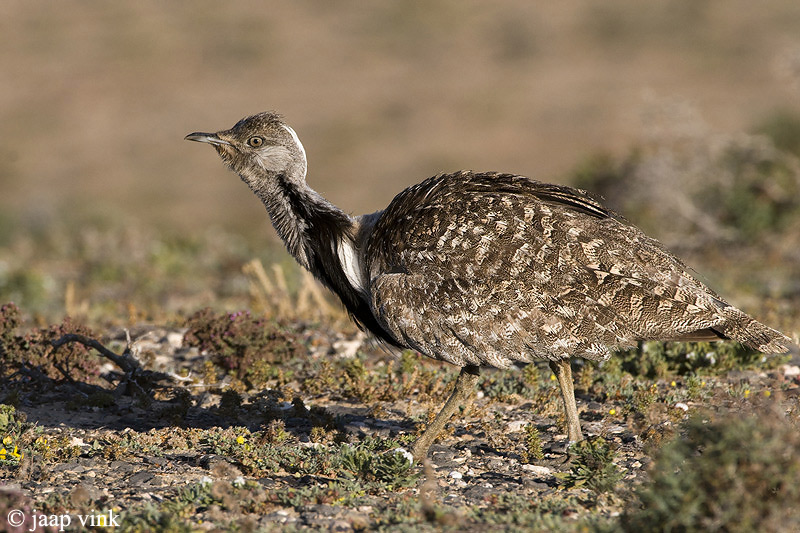 Houbara Bustard - Westelijke Kraagtrap - Chlamydotis undulata fuertaventurae