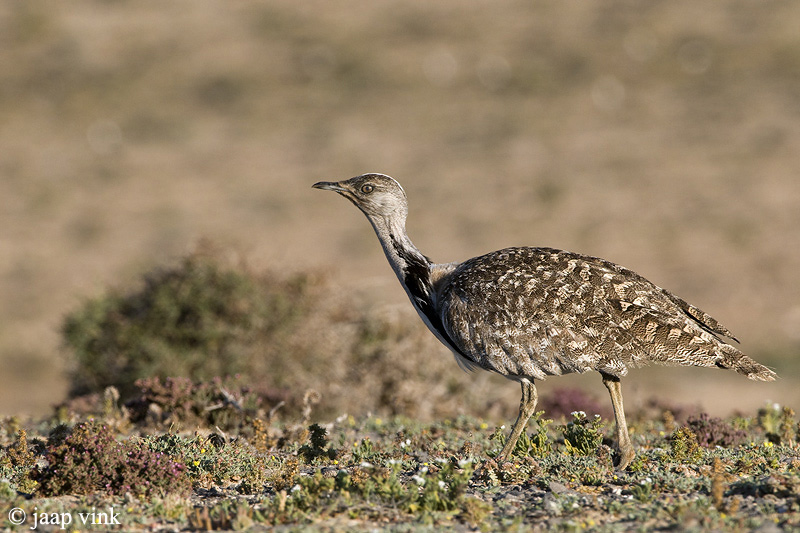 Houbara Bustard - Westelijke Kraagtrap - Chlamydotis undulata fuertaventurae