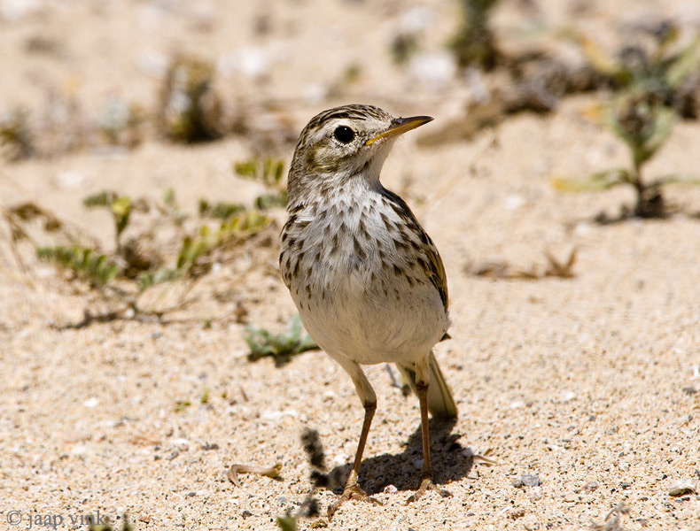 Berthelots Pipit - Berthelots Pieper - Anthus berthelotti