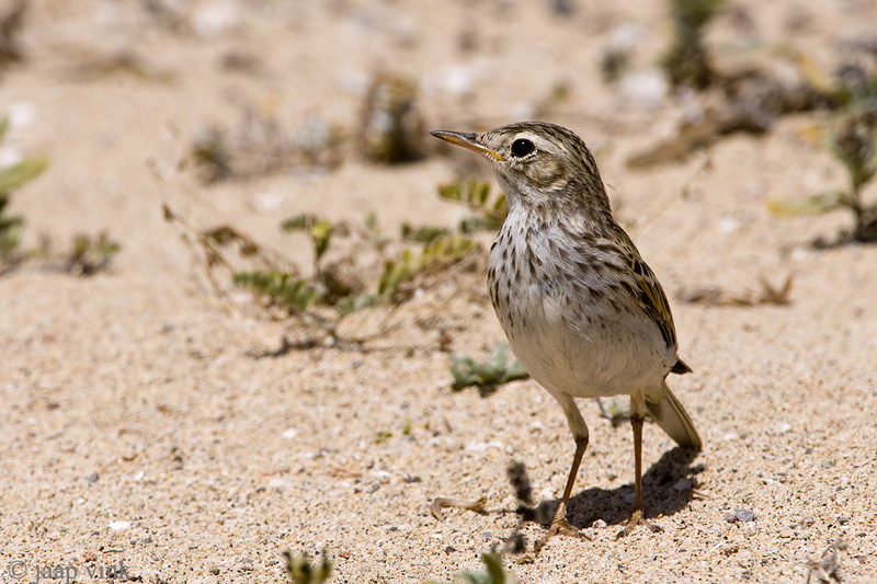 Berthelots Pipit - Berthelots Pieper - Anthus berthelotti