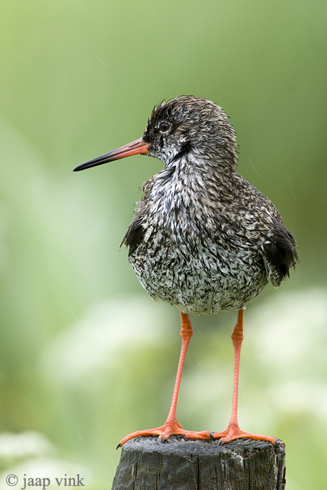 Redshank - Tureluur - Tringa totanus