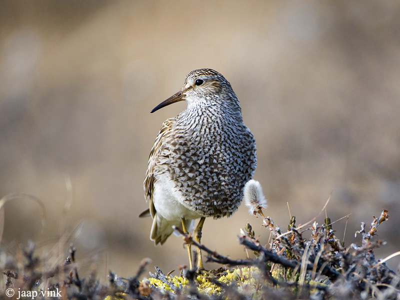 Pectoral Sandpiper - Gestreepte Strandloper - Calidris melanotos