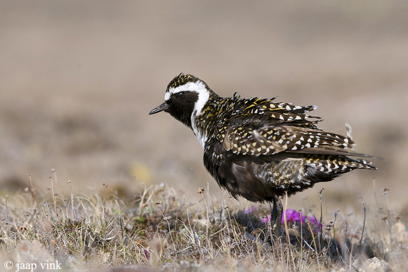 American Golden Plover - Amerikaanse Goudplevier - Pluvialis dominica