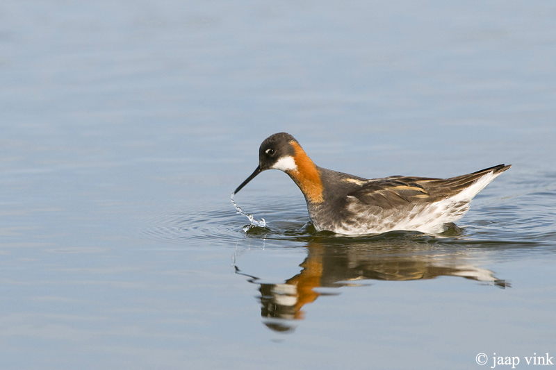 Red-necked Phalarope - Grauwe Franjepoot - Phalaropus lobatus