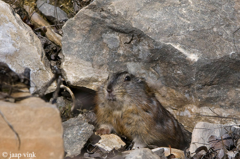 Brown Lemming - Bruine Lemming - Lemmus trimucronatus