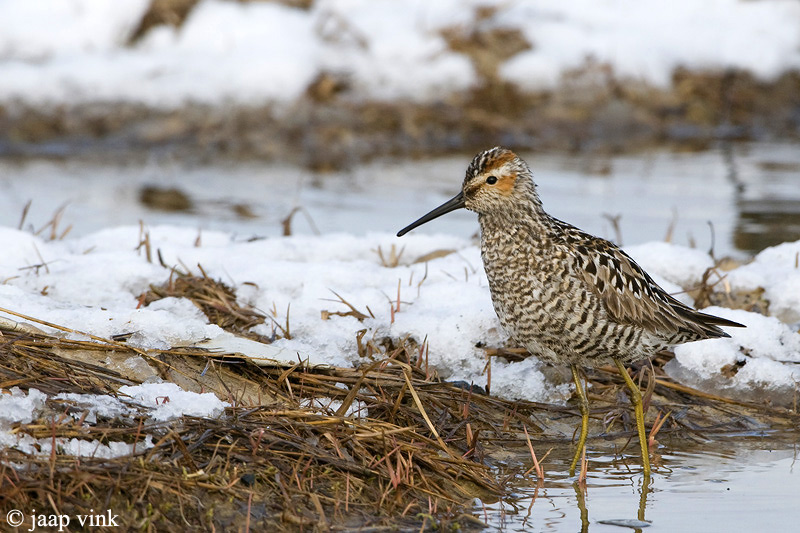 Stilt Sandpiper - Steltstrandloper - Calidris himantopus