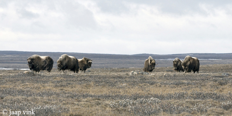 Muskox - Muskusos - Ovibos moschatus