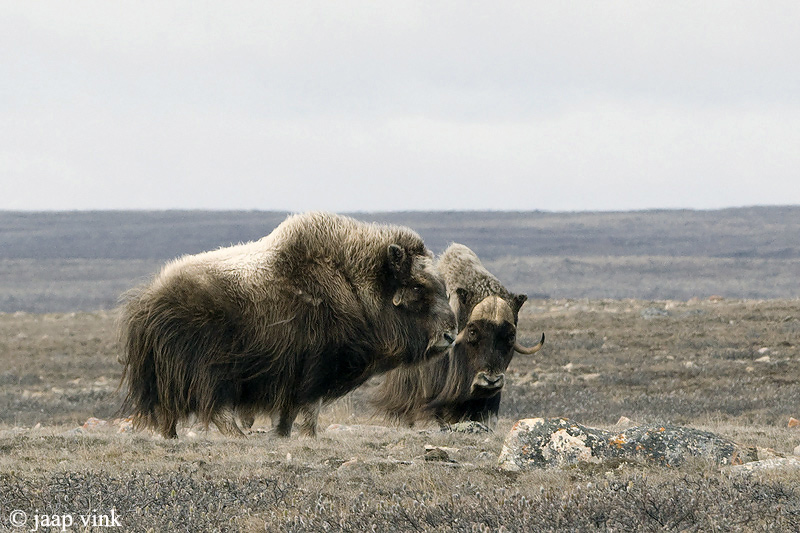 Muskox - Muskusos - Ovibos moschatus