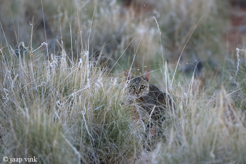 African Wild Cat - Afrikaanse Wilde Kat - Felis lybica
