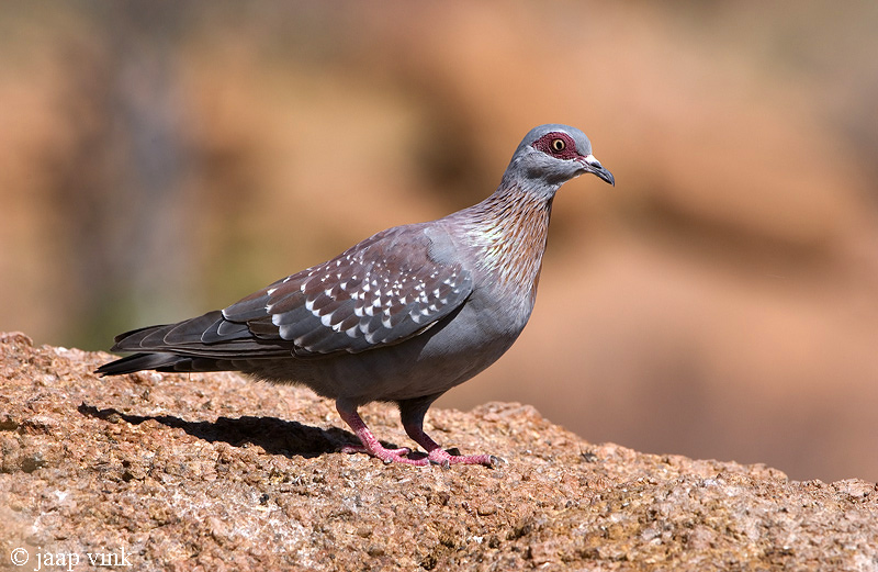 Speckled Pigeon - Gespikkelde Duif - Columba guinea