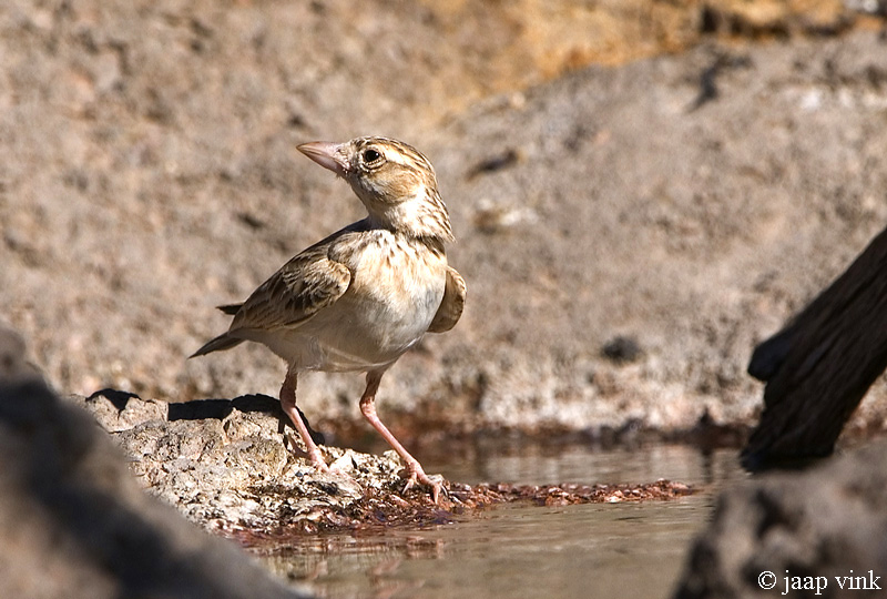 Starks Lark - Starks Leeuwerik - Spizocorys starki