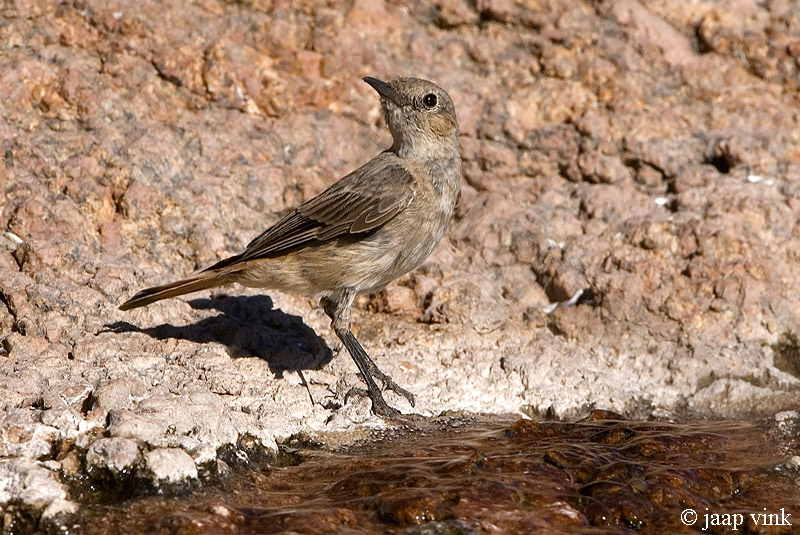 Familiar Chat - Roodstaartspekvreter - Cercomela familiaris