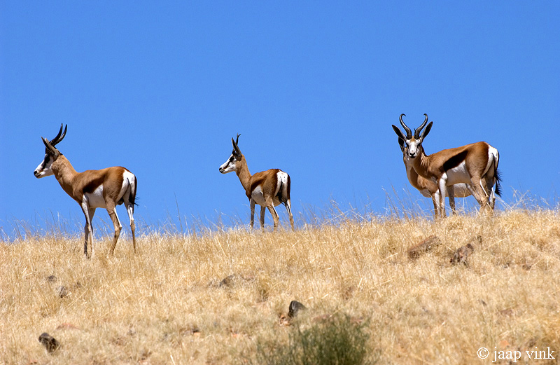 Springbok - Springbok -Antidorcas marsupialis