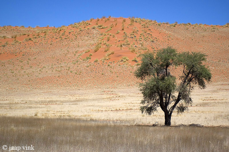 Desert - Woestijn