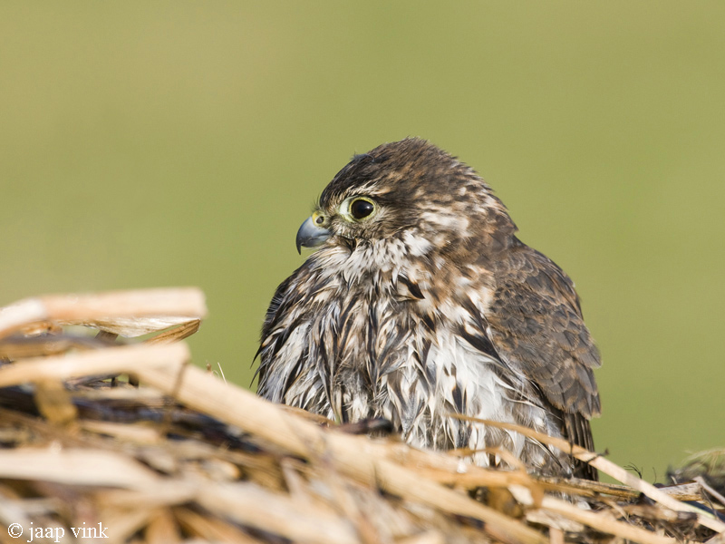 Merlin - Smelleken - Falco columbarius