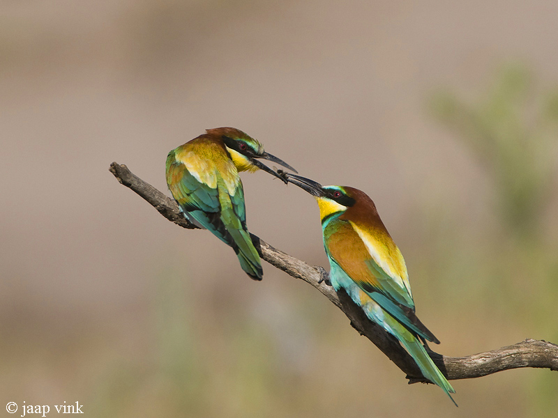 Bee-eater - Bijeneter - Merops apiaster