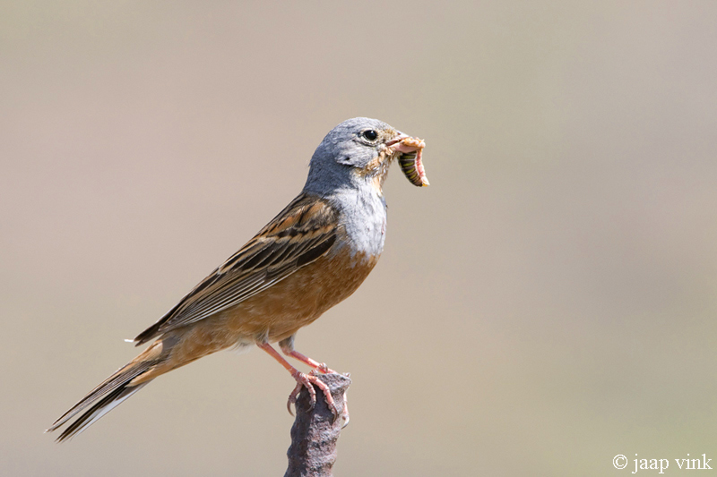 Cretzschmars Bunting - Bruinkeelortolaan - Emberiza caesia