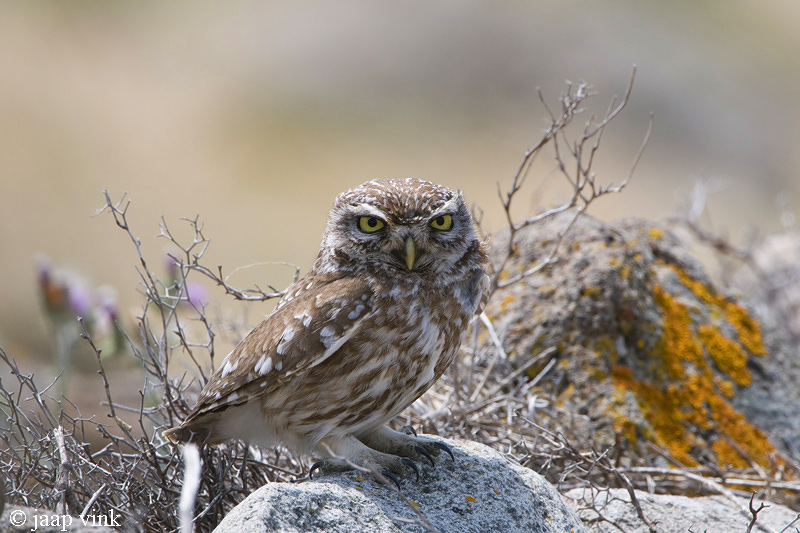 Little Owl - Steenuil - Athene noctua