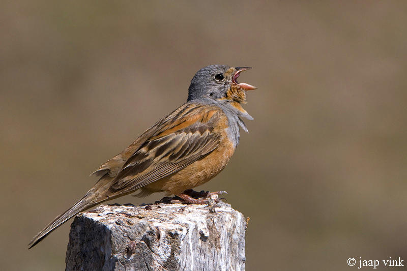 Cretzschmars Bunting - Bruinkeelortolaan - Emberiza caesia