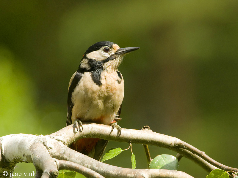 Great Spotted Woodpecker - Grote Bonte Specht -Dendrocopos major