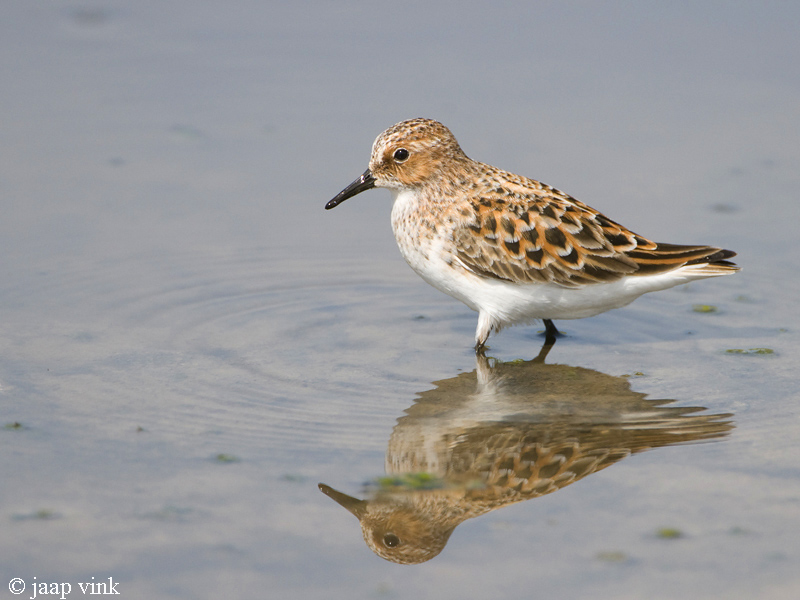 Little Stint - Kleine Strandloper - Calidris minuta