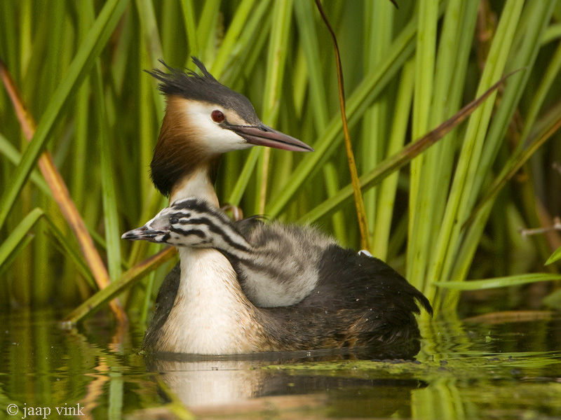 Great Crested Grebe - Fuut - Podiceps cristatus